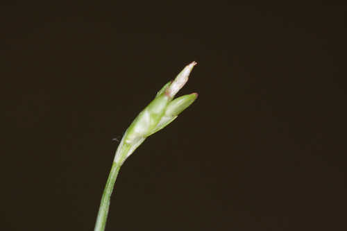 Carex leptalea #29